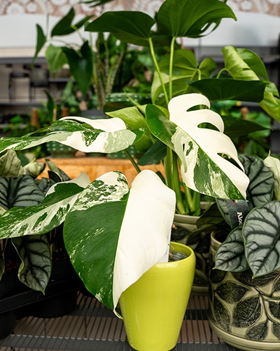 Gros plan sur un Monstera variegata aux feuilles panachées de blanc et de vert dans un pot vert lime.
